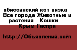 абиссинский кот вязка - Все города Животные и растения » Кошки   . Крым,Гаспра